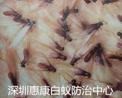 ρΣĔUɢD(zhun);